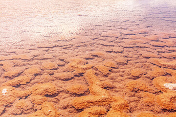 Silt. Coastal water area with dark sand and hardened volcanic lava. Canary Islands.