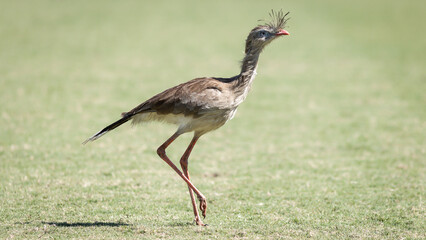 Seriema na Arena Vera Cruz, campo do Betim Futebol em Betim no dia 20 de maio de 2023. 