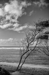 Profile of a Dry Tree on a White Sand Beach in Hawaii.