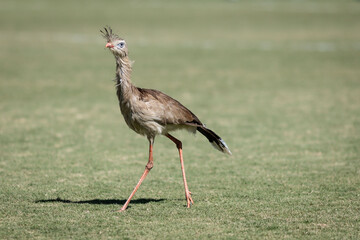 Seriema na Arena Vera Cruz, campo do Betim Futebol em Betim no dia 20 de maio de 2023. 