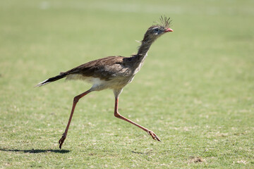 Seriema na Arena Vera Cruz, campo do Betim Futebol em Betim no dia 20 de maio de 2023. 
