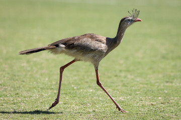 Seriema na Arena Vera Cruz, campo do Betim Futebol em Betim no dia 20 de maio de 2023. 