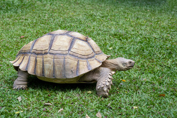 Big Sulcata Tortoise or turtle walking in the lawn in the garden.
