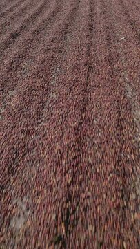 Vertical video - Drying coffee cherry in the sun, Chiriqui, Panama, Central America - stock video