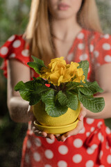 A woman in gardening gloves puts soil in a flower pot and plants seeds there. Blonde girl planting seeds in the pot.