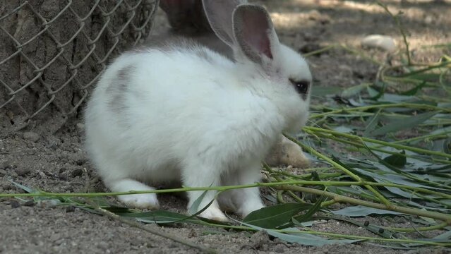 White Baby Rabbit, Bunny Eating Grass, Hare, Guinea Pig Feeding in Yard, Farming