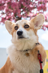 adorable portrait of sweet welsh corgi pembrok outdoor