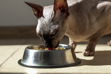 Canadian bald sphynx cat with blue eyes eats dry food.