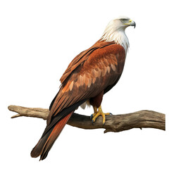 Fototapeta premium Brahminy kite