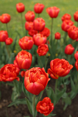 A group of red tulips in the park. Spring landscape. Selective focus.