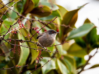 Sardinian warbler (Sylvia melanocephala) perched on a branch with blurred background