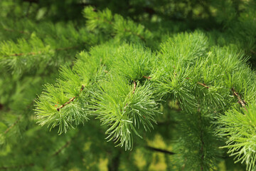 Young branches of larch. Closeup of green larch young needles. Larix sibirica, the Siberian larch or Russian larch.