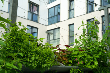 Fototapeta na wymiar Vertical garden near a flat in the city of Groningen. Living wall garden for climate adaptation. Urban greening. Green facade garden. City oasis.