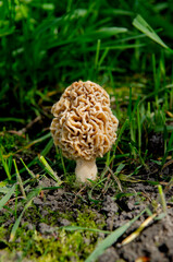 Mushrooms Spring. Morchella esculenta mushroom growing in green grass.