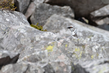 Rock ptarmigan (Lagopus muta) camouflaged in the rocks, Schiehallion, Scotland