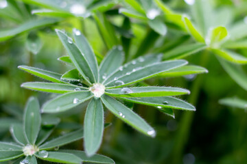 Fototapeta na wymiar A drop of water on a Lupinus leaf.