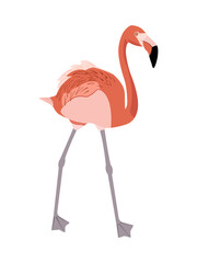 Flamingo is coral, orange in color with a black beak and long legs, close-up, isolated, on a transparent and white background. Icon, element for design decoration. Print for t-shirts, clothes. Vector 