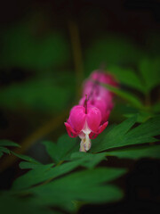 Einzelne Blüten am Stängel, rote tränende Herzen, mini Fokus, mini Schärfe, Bokeh