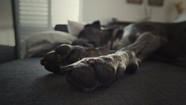 Closeup view of the majestic paws of a Great Dane dog peacefully sleeping on a cozy couch. Intricate details of the dog's large and gentle paws, showcasing their size, texture, and unique markings.