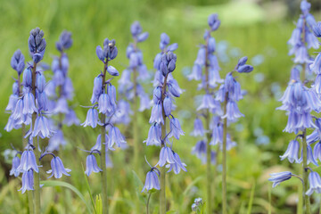 Closeup of a group of blue Spanish bluebells (Genus Hyacinthoides).