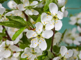 White flowers on green bush. Spring cherry apple blossom. The white rose is blooming.          