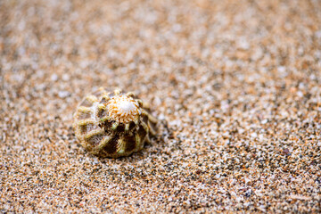 Brown beige reef snail shell lying on a sandy beach of Martiniqe island. Macro close up of brown dwarf turban (Turbo bruneus) a species of sea snail, marine gastropod mollusk in the family Turbinidae.