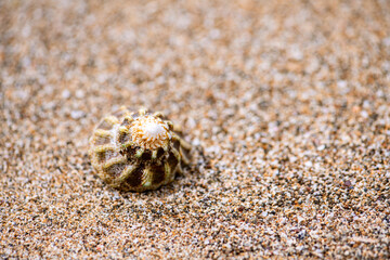 Brown beige reef snail shell lying on a sandy beach of Martiniqe island. Macro close up of brown...