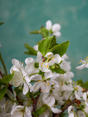 White flowers on green bush. Spring cherry apple blossom. The white rose is blooming.          