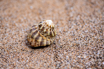 Brown beige reef snail shell lying on a sandy beach of Martiniqe island. Macro close up of brown dwarf turban (Turbo bruneus) a species of sea snail, marine gastropod mollusk in the family Turbinidae.