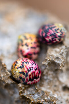 Nerita versicolor is a species of sea snail, a marine gastropod mollusk in the family Neritidae. Macro close up of 3 colorful purple very small snail shells on a rock in caribbean island Martinique.