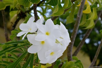 Frangipani plant