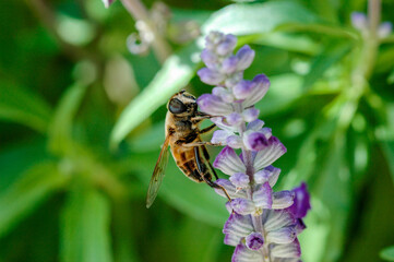 Abeille butinant une fleur, Bee foraging on a flower