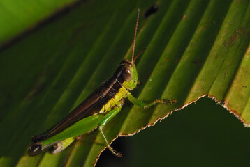 Criquet sur une feuille, Locust on a leaf