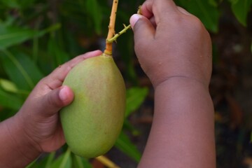 Hand picking mango