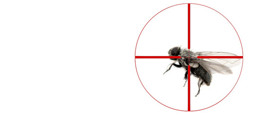 Kill House Fly Bug with Crosshairs Pest Elimination