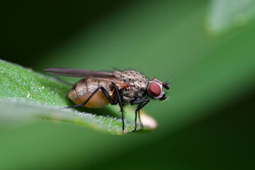 고자리 파리, Onion maggot  
