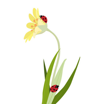 Red ladybug with black spots on a yellow lily flower, chamomile, with green leaves and a long stem. Isolated, close-up, on a transparent and white background. Vector illustration, icon, element.