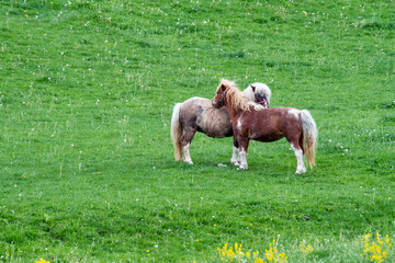 Two ponies groom one another