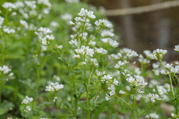 The large bitter-cress (Cardamine amara).