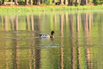 duck on the lake