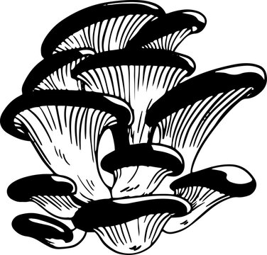 recommend clip art: Vector black and white oyster mushrooms doodle style isolated on white background
