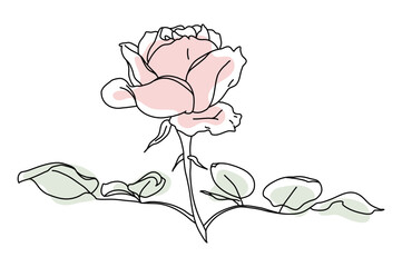 Rose flower in bloom on stem with leaf, line art with pink shape. Hand drawn realistic detailed vector illustration. Black line on pink abstract organic shape clipart.