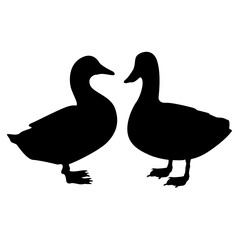 Vector couple black duck silhouette animal