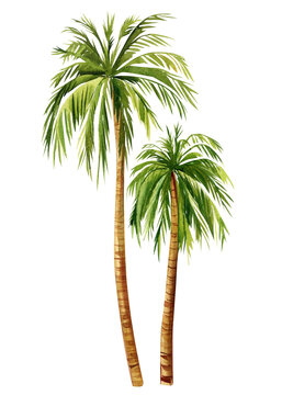 Watercolor Palm trees isolated on white background. hand painted palm tree. Hand drawn green plant