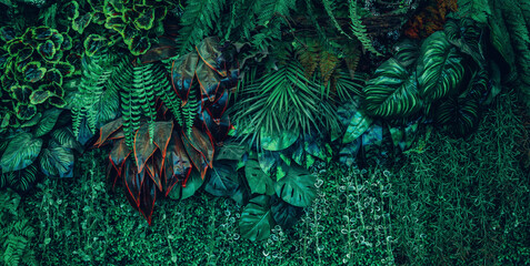 Fototapeta na wymiar Close up group of background tropical green leaves texture and abstract background. Tropical leaf nature concept.