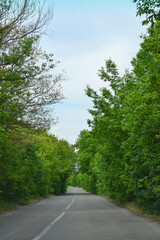 Obraz premium Beautiful landscape of road and tall green trees