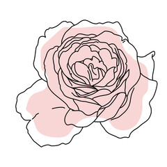 Rose flower in bloom line art with pink shape. Hand drawn realistic detailed vector illustration. Black line on pink abstract organic shape clipart.