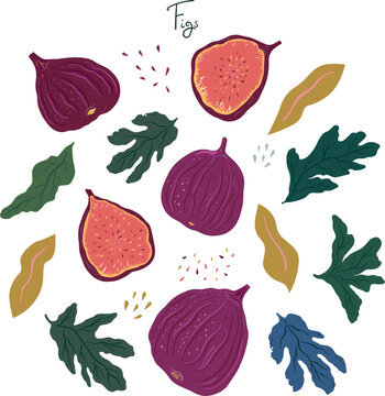 Figs and leaves vector illustration. Healthy, organic fruits