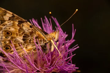 Poster Macro shots, Beautiful nature scene. Closeup beautiful butterfly sitting on the flower in a summer garden. © blackdiamond67