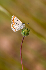 Macro shots, Beautiful nature scene. Closeup beautiful butterfly sitting on the flower in a summer garden.